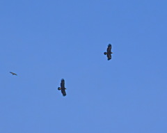 Aquila nipalensis