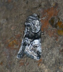 Copanarta aurea