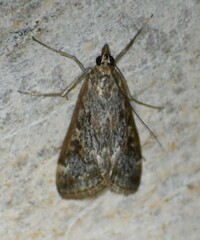 Loxostege allectalis