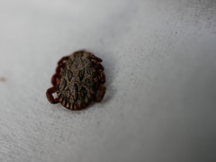 Dermacentor marginatus