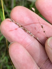 Carex gracillima