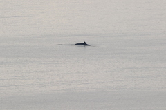 Balaenoptera acutorostrata