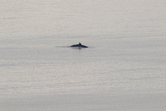 Balaenoptera acutorostrata