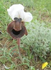 Iris iberica elegantissima