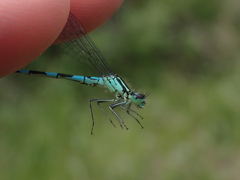 Coenagrion resolutum
