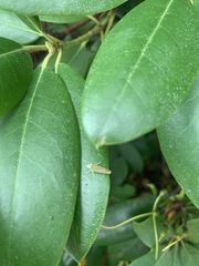 Graphocephala