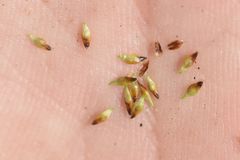 Carex nardina