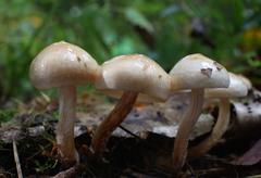 Pholiota lenta