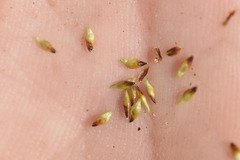 Carex nardina