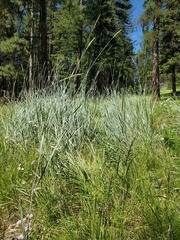 Leymus cinereus