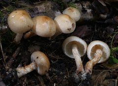 Pholiota lenta