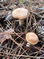 Lactarius vinaceorufescens