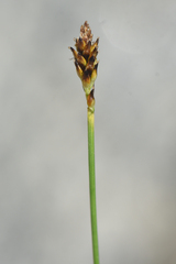 Carex nardina