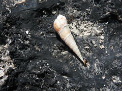 Melanoides tuberculata