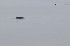 Balaenoptera acutorostrata