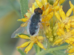 Bombyliidae