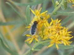 Bombyliidae