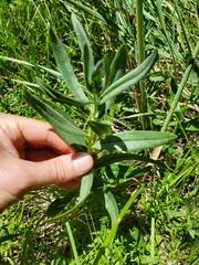 Lithospermum ruderale