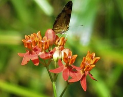 Asclepias lanceolata image