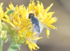 Bombyliidae