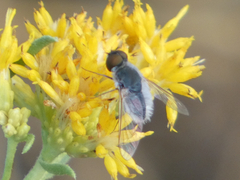 Bombyliidae