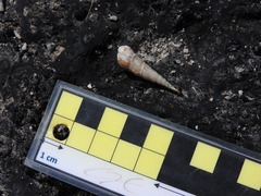 Melanoides tuberculata