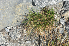 Carex nardina