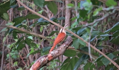 Lepidocolaptes angustirostris