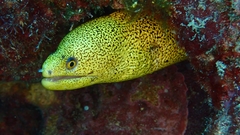 Gymnothorax miliaris