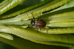 Bromius obscurus