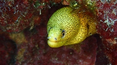 Gymnothorax miliaris