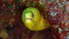 Gymnothorax miliaris