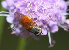 Rhingia rostrata