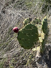 Opuntia lindheimeri