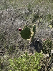 Opuntia lindheimeri