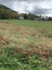 Phalaris arundinacea