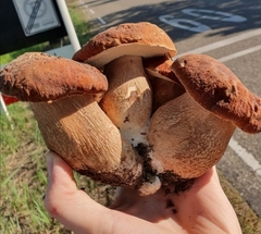 Boletus reticulatus
