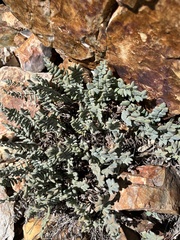 Pellaea bridgesii