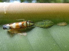 Platygonia spatulata