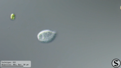 Tetrahymena