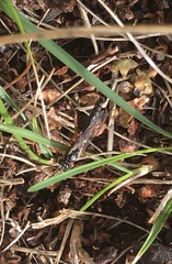 Pimpla rufipes
