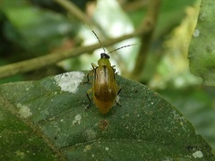 Diabroticina
