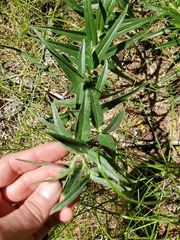 Lithospermum ruderale
