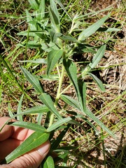 Lithospermum ruderale
