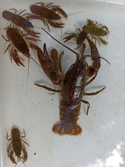 Austropotamobius torrentium