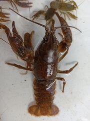 Austropotamobius torrentium