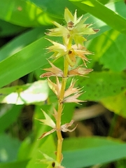 Stachys hispida