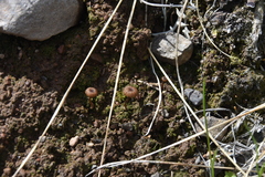 Lichenomphalia