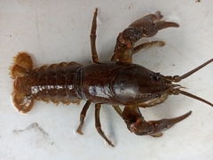 Austropotamobius torrentium