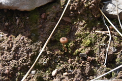 Lichenomphalia